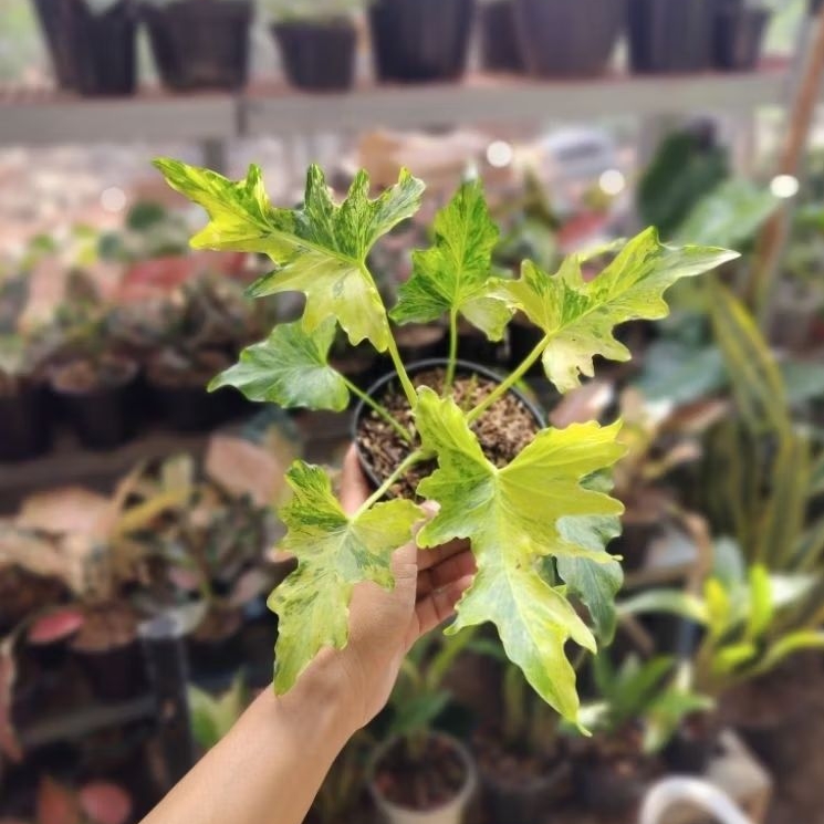 Tanaman hias nogo geni varigata