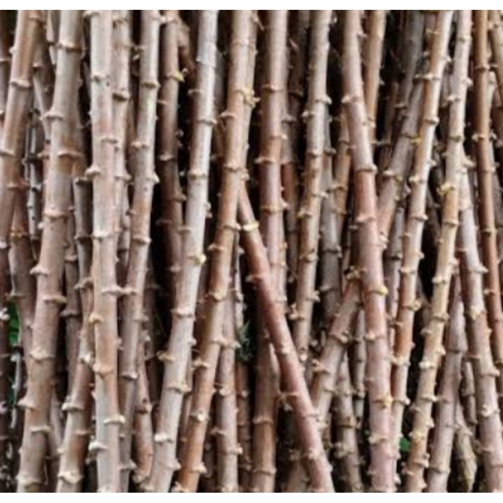 stek batang pohon singkong merah manis per 15 batang panjang 20cm