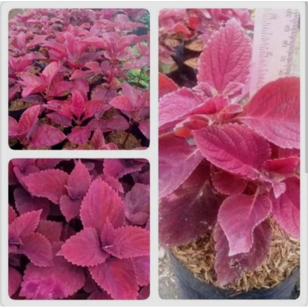 Tanaman daun miana merah