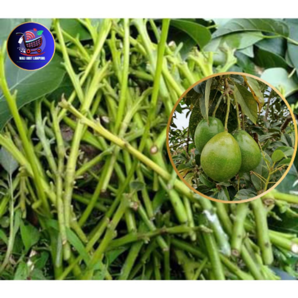 Entres alpukat Miki super (isi 10 batang) entres/pucuk alpukat Miki