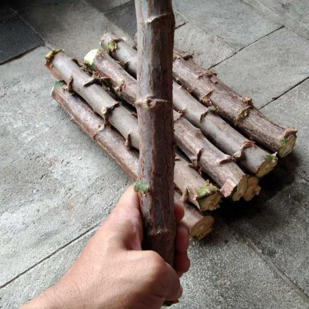 Bibit pohon singkong mentega | Pohon singkong premium | Bibit pohon singkong