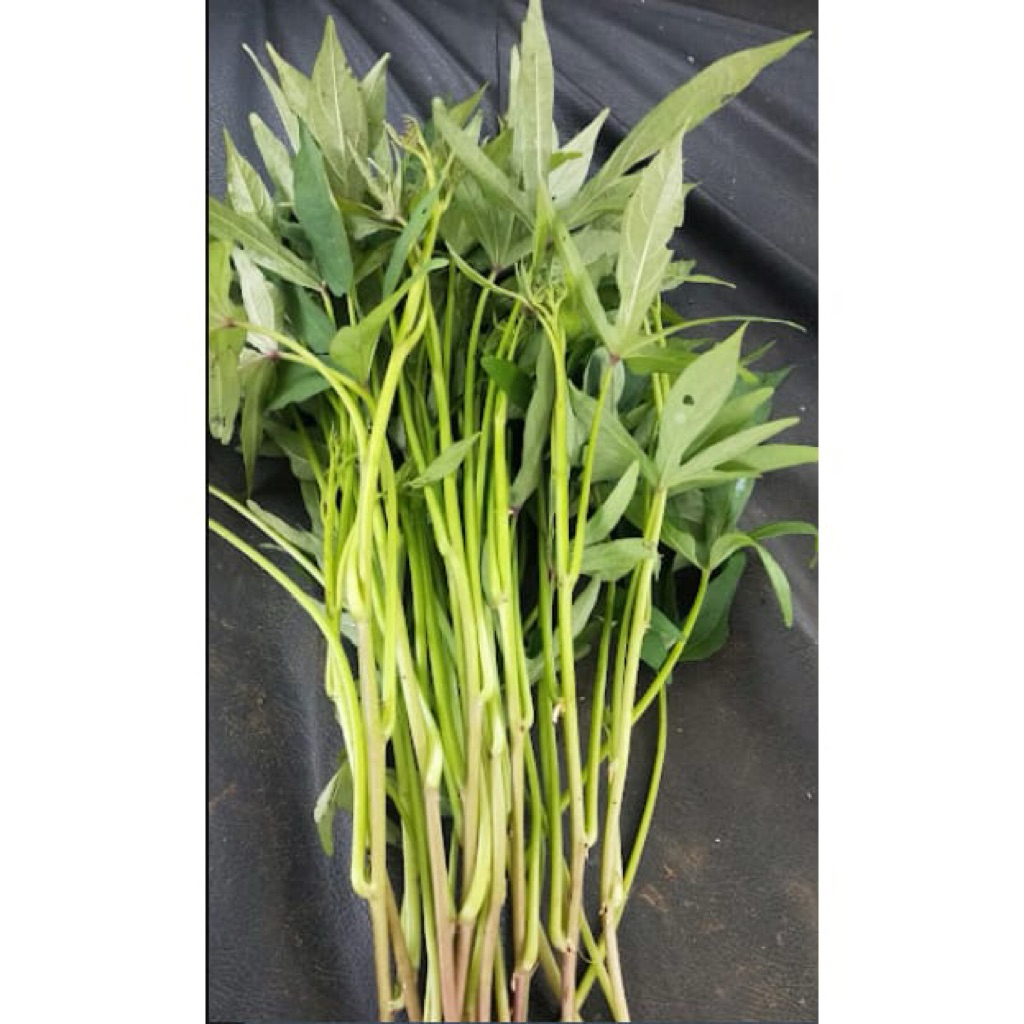 bibit ubi | bibit tanaman ubi | tanaman ubi jalar