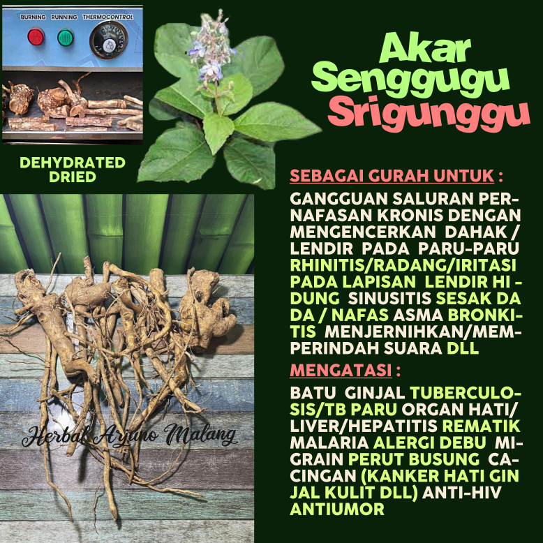 Dehydrated Dried Kapsul Bubuk Akar Senggugu Srigunggu Obat GURAH Pengencer Dahak Lendir Pada Paru-Pa