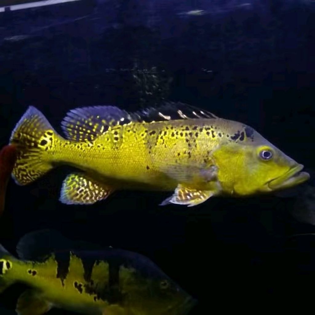 Peacock Bass Kelberi 8-10cm Ikan Hias