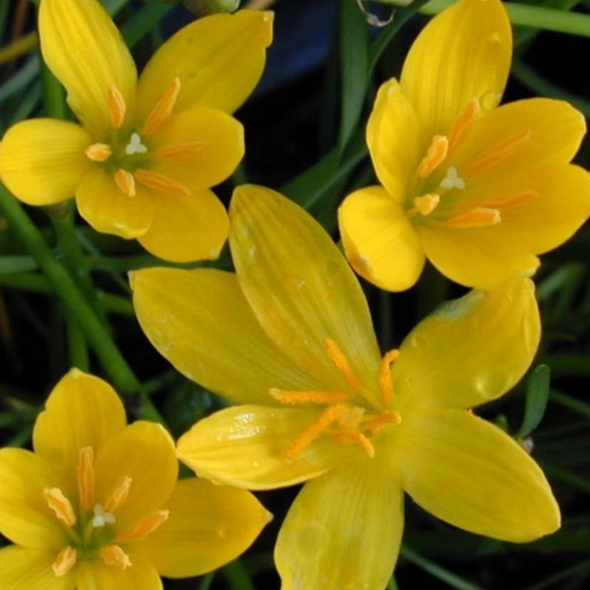umbi bunga lily hujan kuning/rain lily ZEPHYRANTHES (PREMIUM) 2umbi