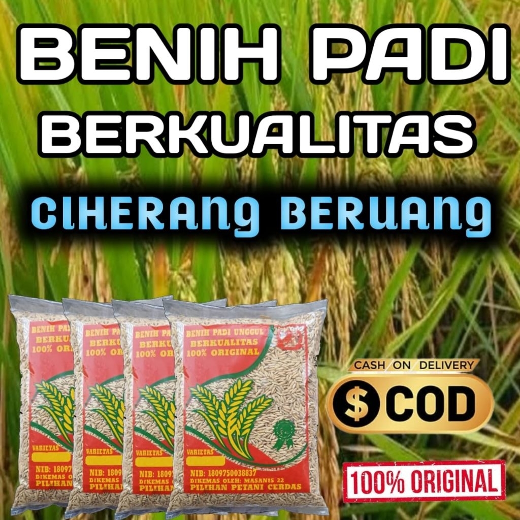 Benih padi unggul CIHERANG BERUANG kemasan 5kg