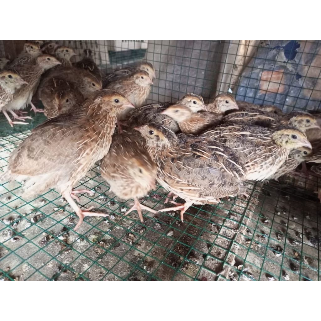 Puyuh Jantan - Puyuh laki - puyuh pedaging (hidup)