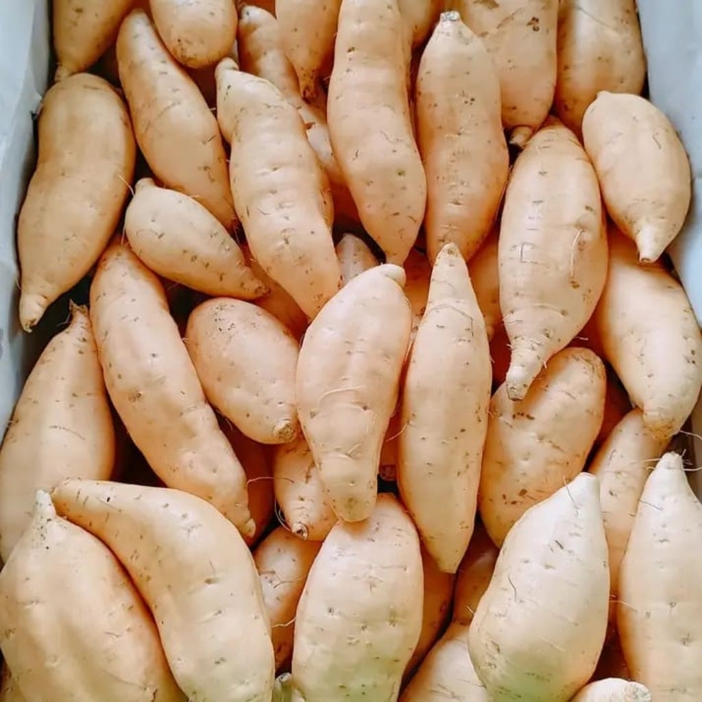 UBI CILEMBU ASLI SUMEDANG  T.O  (Mentah) - Super Manis Keluar Madu [1KG]