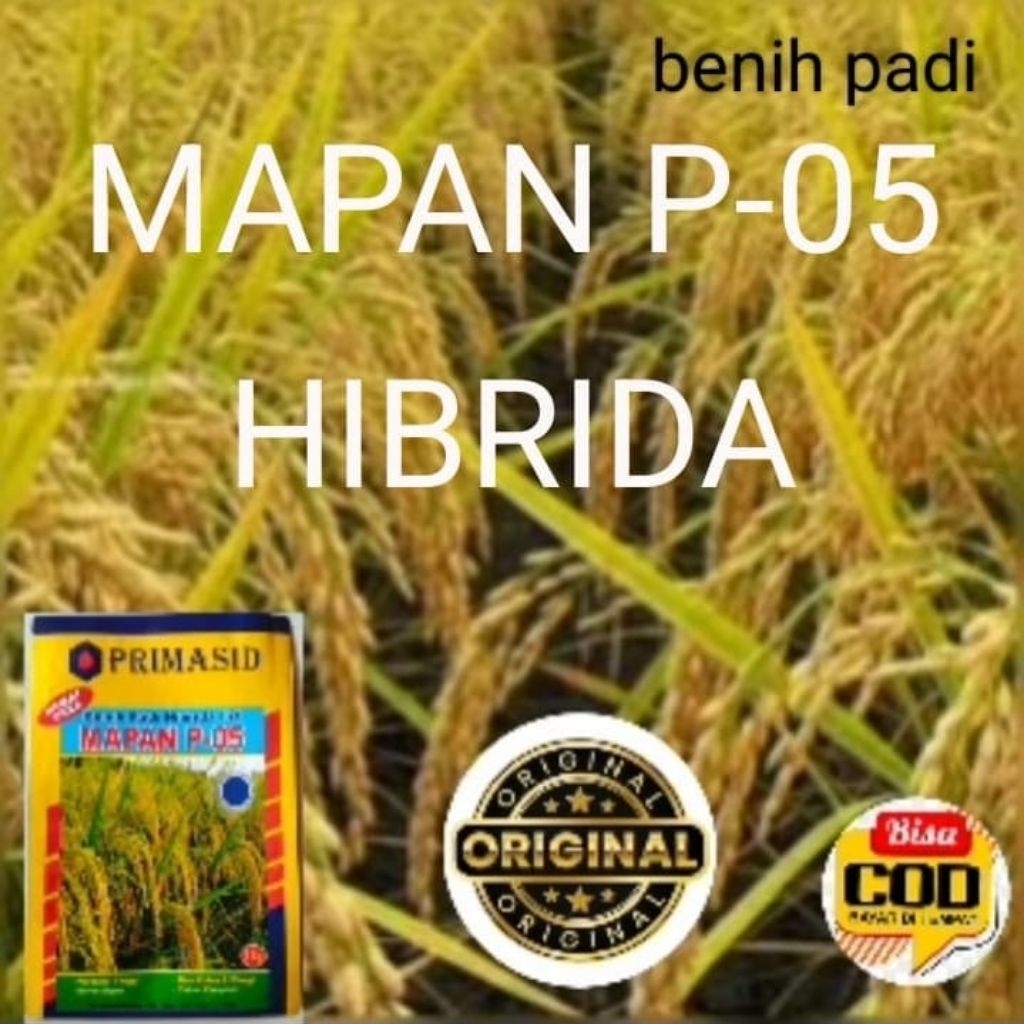 PAKET 5KG BENIH PADI MAPAN P 05 100%ORIGINAL
