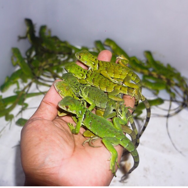 Koleksi green iguana josss -+30cm // iguana hijau