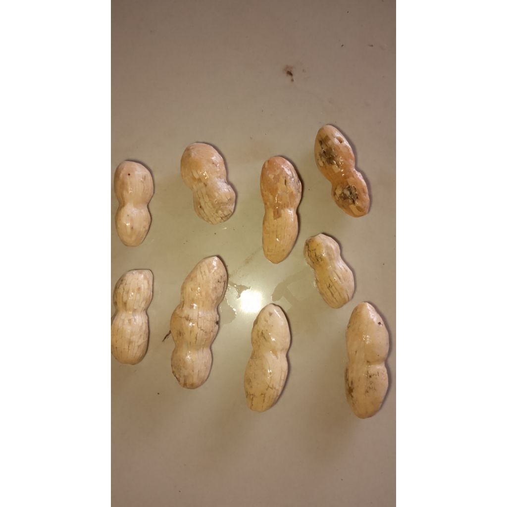 asli batu kacang  temuan hutan