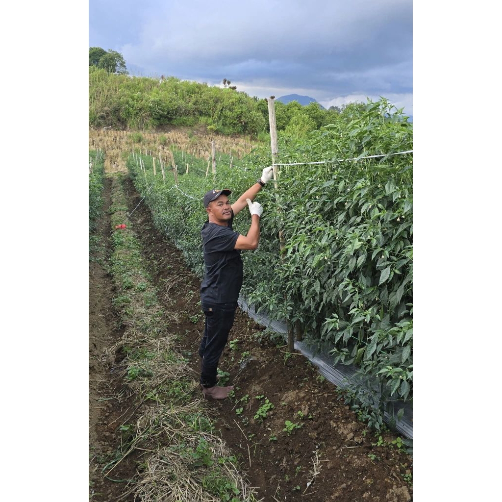 Paket combo ekstra 12 bungkus benih cmk lokal siboras cabe ateng