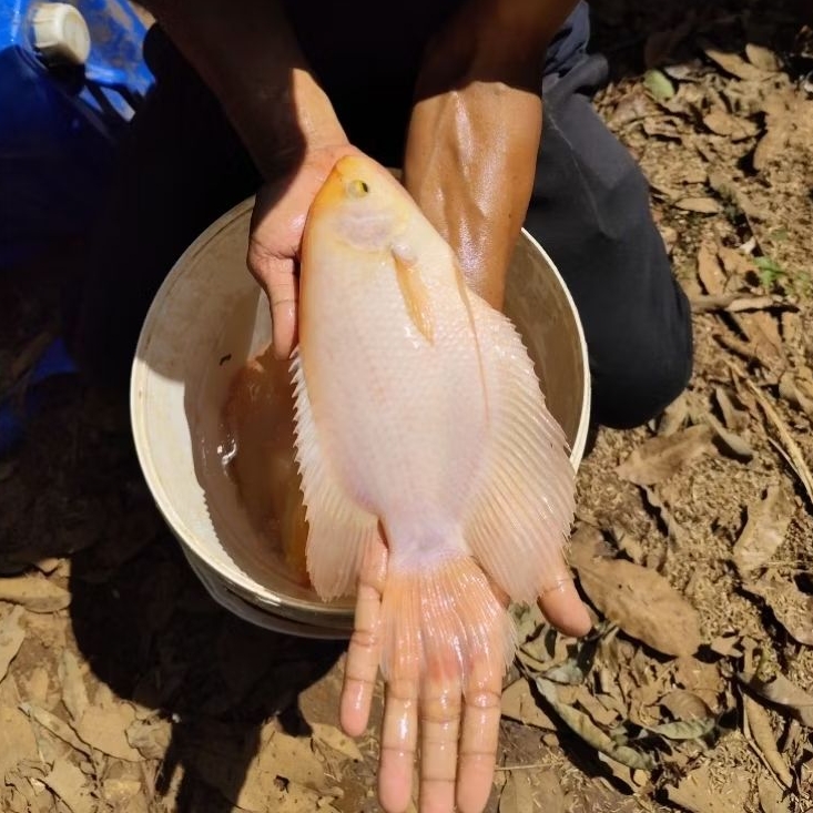 gurame Padang ukuran 7 jarian hidup harga 65 ribu