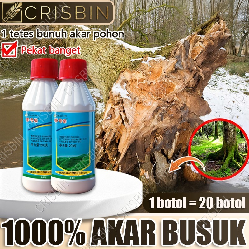 racun pohon besar paling ampuh racun bambu racun kayu paling ampuh Efek Tahan Lama Pengendalian Rump