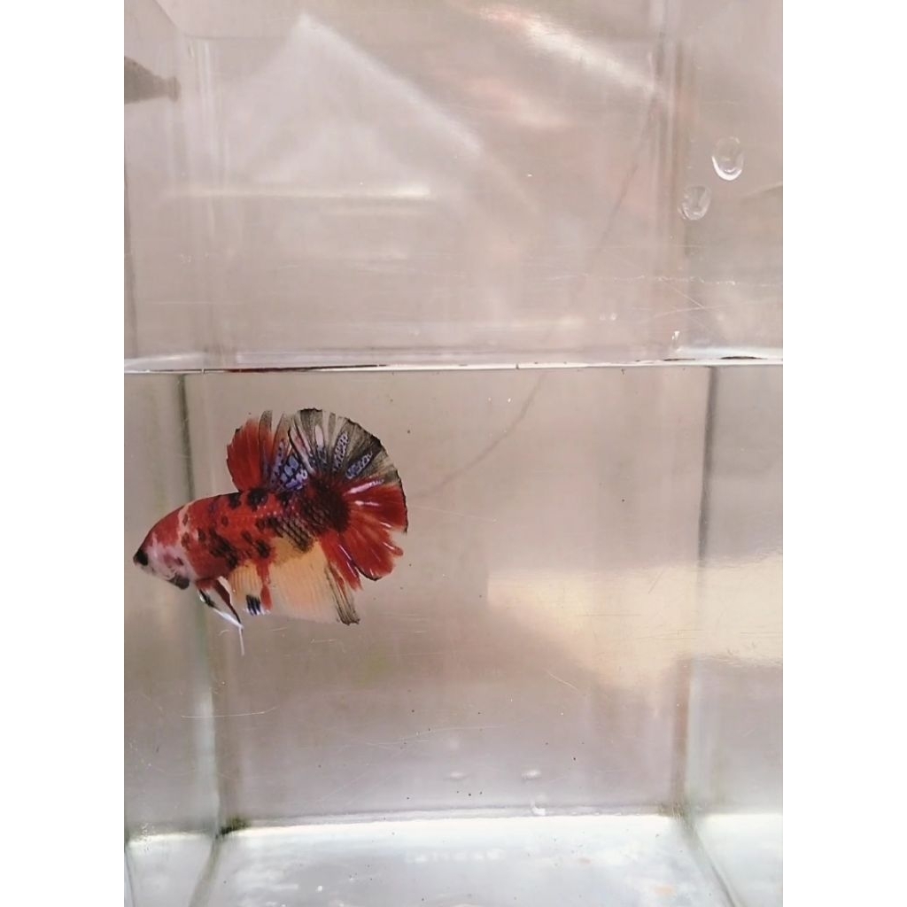 cupang jantan baby Giant multicolour BO 4,2 sesuai foto vidio real pict 100%