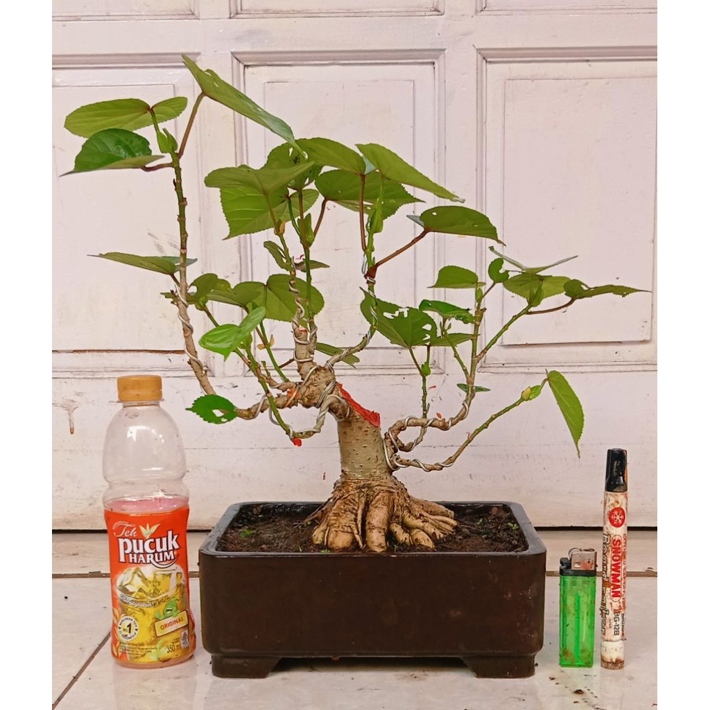 waru India prospek subur 125.000 program akar kokoh