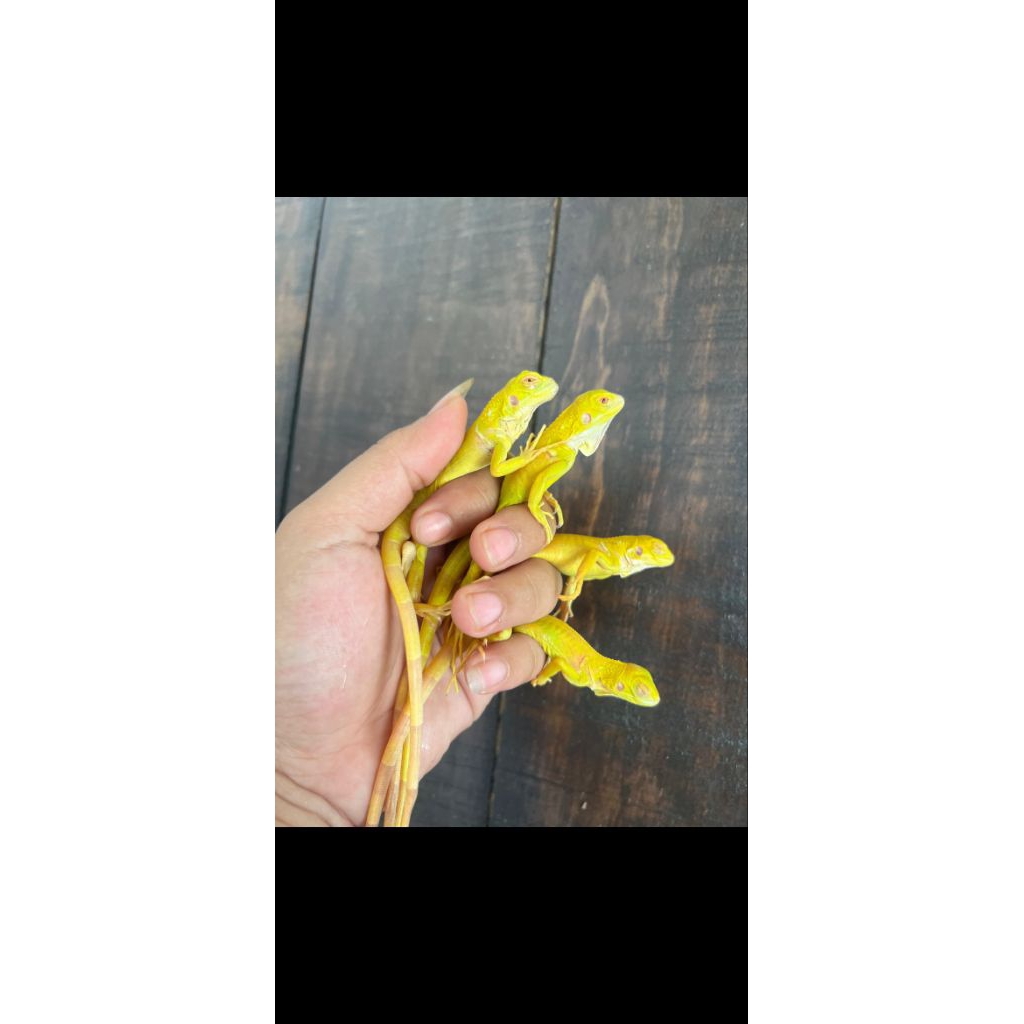 Mainan Baby iguana albino