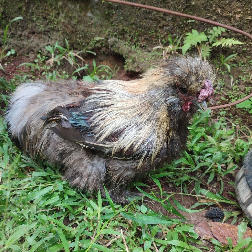 Ayam Silkie Ayam Kapas Silkie silky