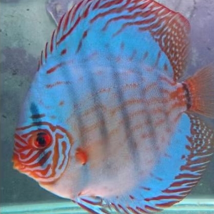 Discus Blue Cobalt ikan hias air tawar / hiasan aquascape