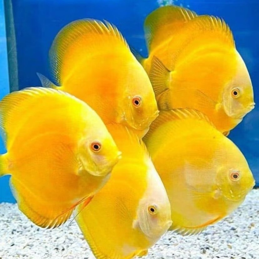 Discus Golden yellow ikan hias aquascape / hiasan aquarium
