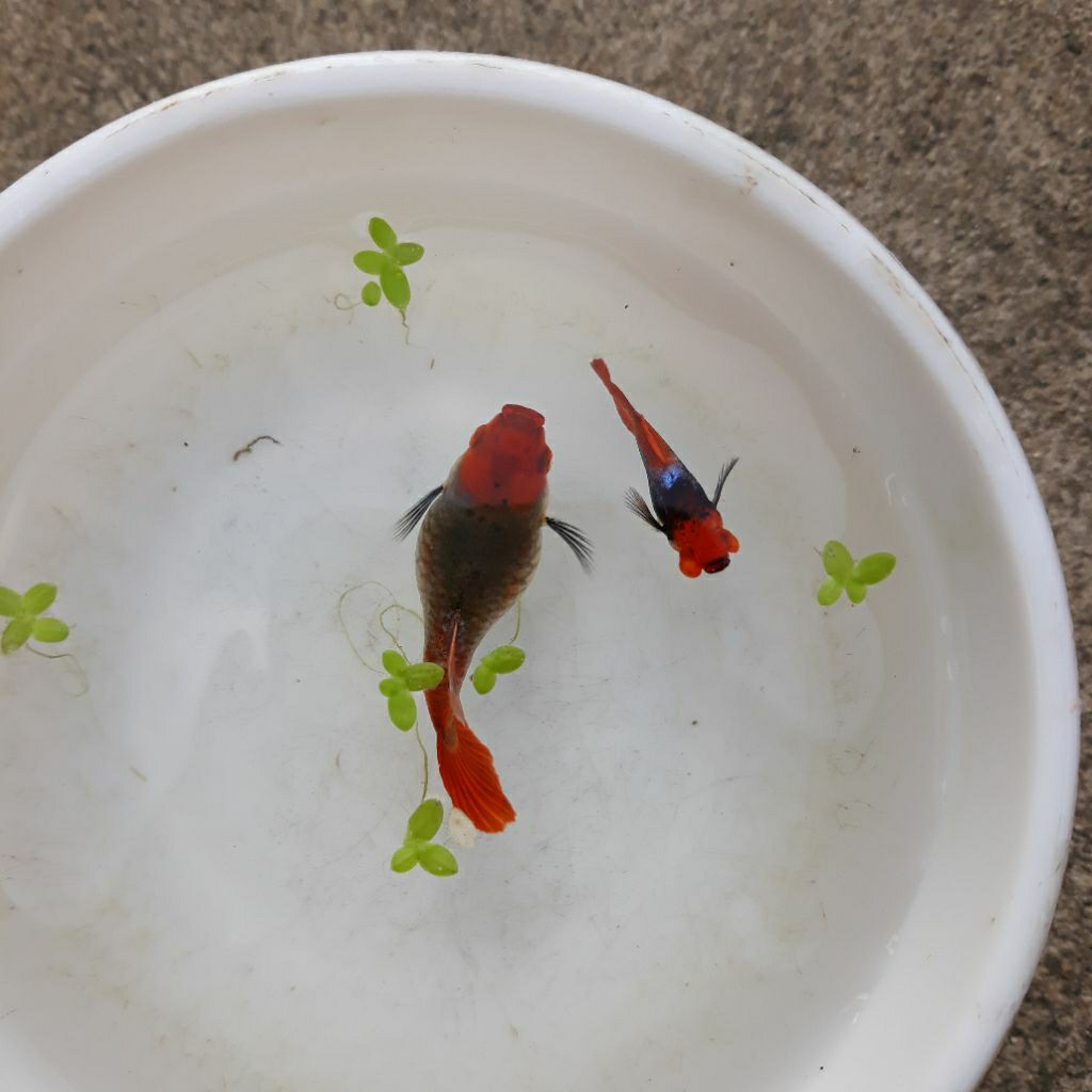 boneka guppy tuxedo koi short body buble eye