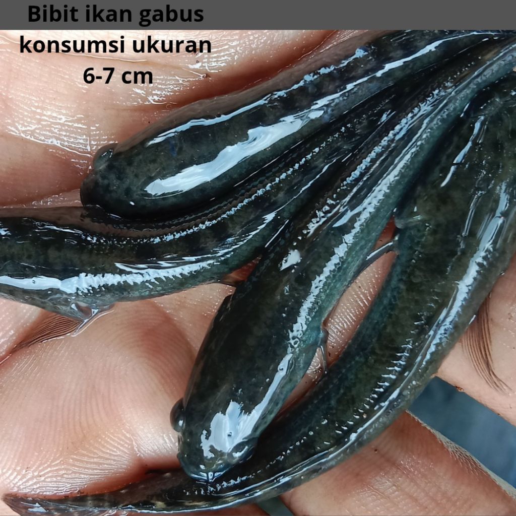 bibit ikan Gabus  konsumsi uk6-7cm-100ekor+bonus10