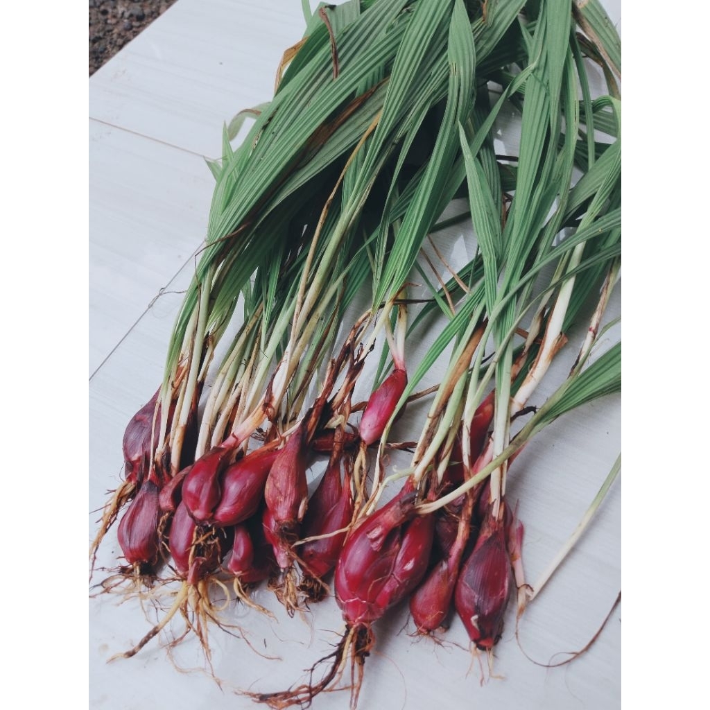 Bawang dayak basah 250gr asli fresh