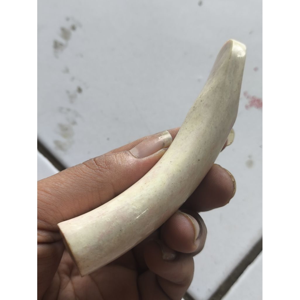 PIPA ONCE TULANG IKAN PUCUK TEBAL