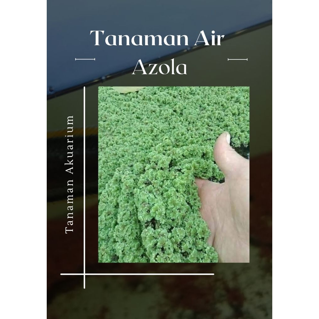 Tanmaan air Azola 1 pack plastik