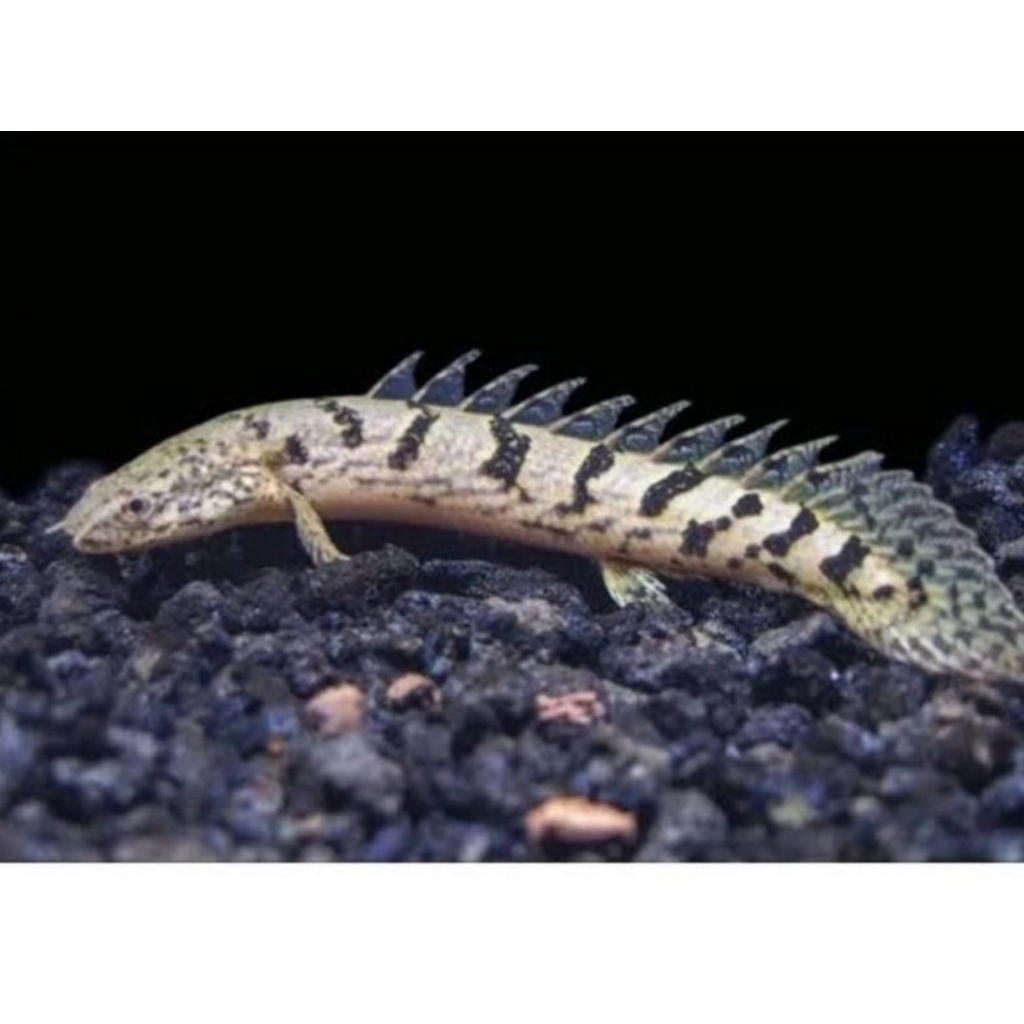 Hiasan Aquarium Palmas Delhezi