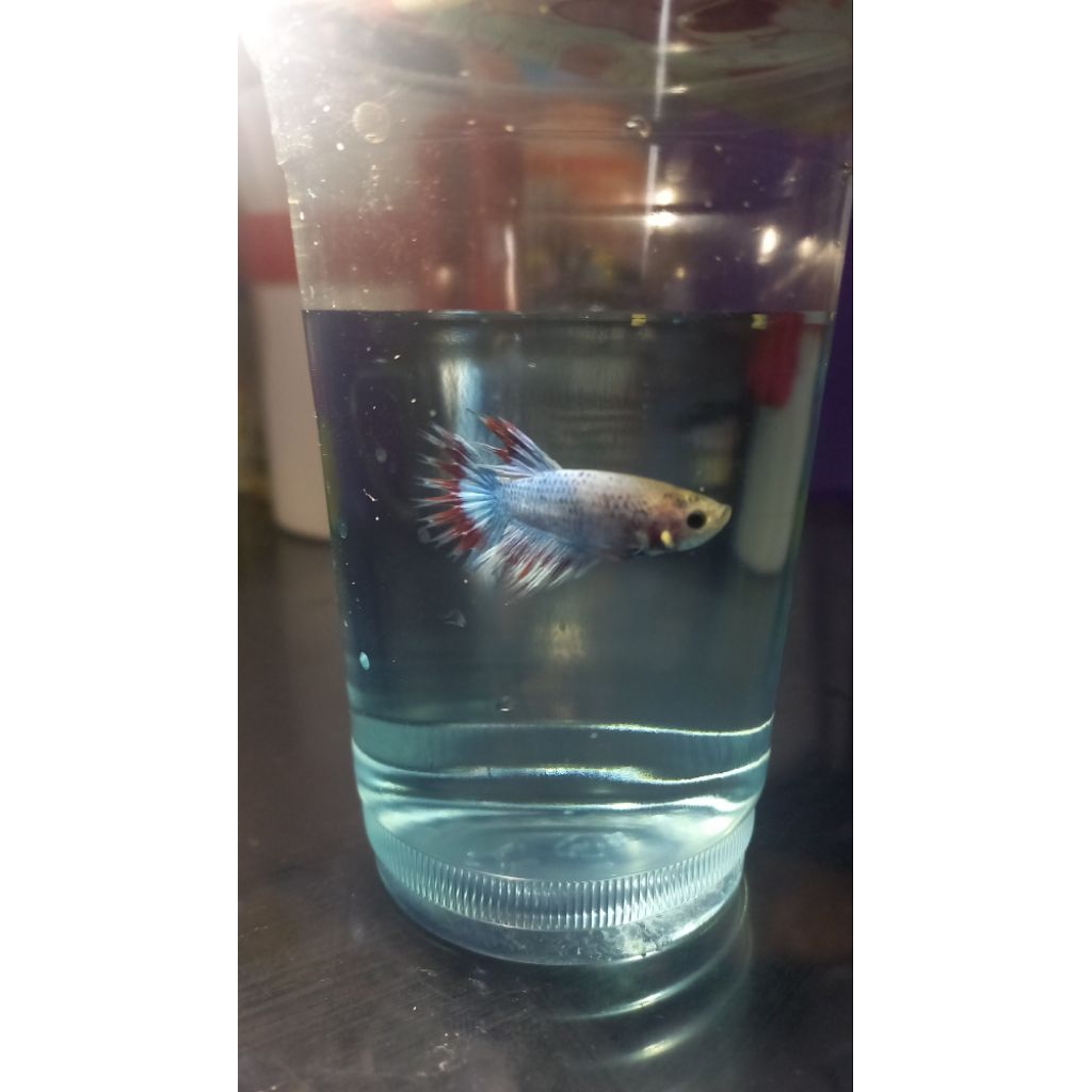 Ikan Cupang serit crowntail warna purple blue ukuran M