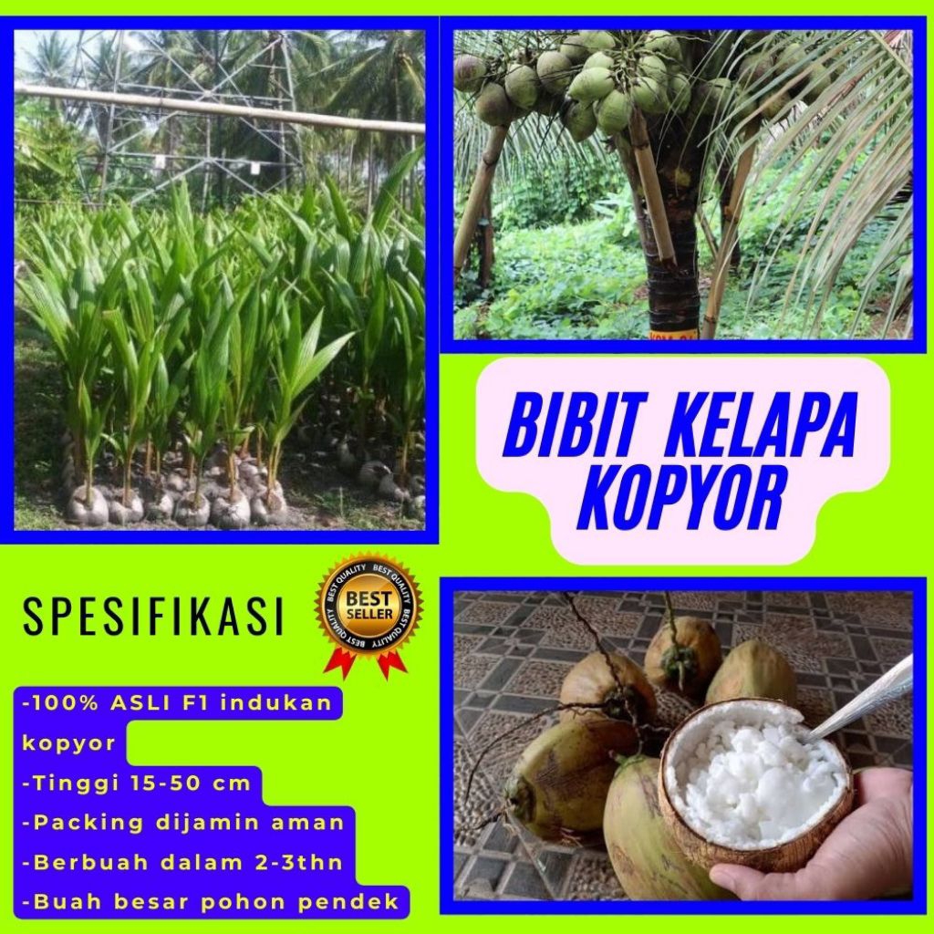 PROMO  Bibit Kelapa Kopyor, Bibit Kelapa Kopyor Asli, Bibit Kelapa Kopyor Bersertifikat