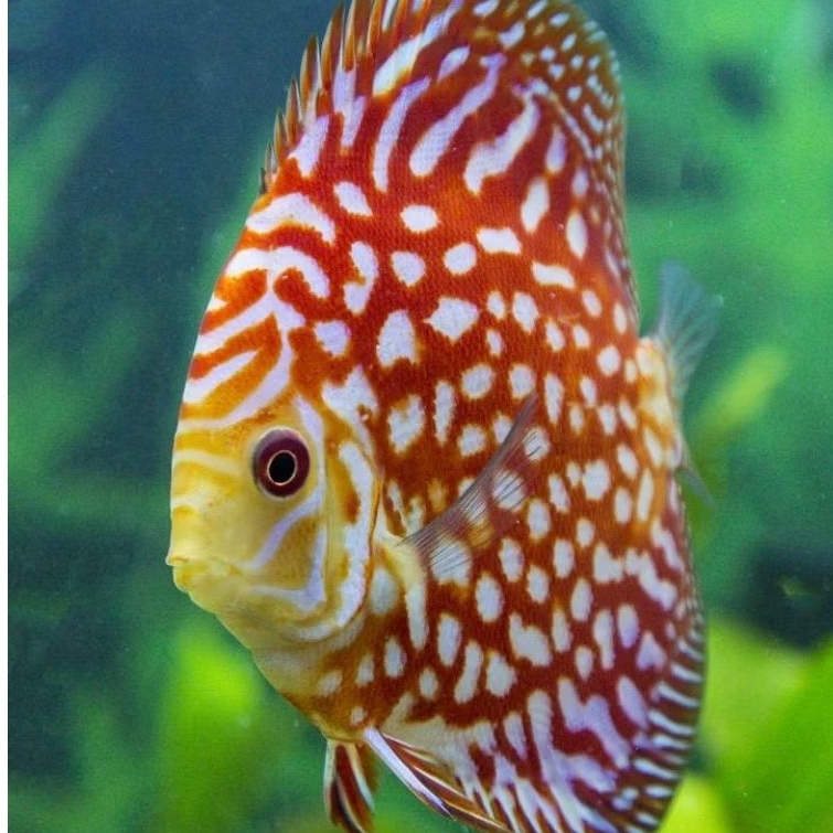 Discus Pigeon polkadot ikan hias aquarium / hiasan aquascape