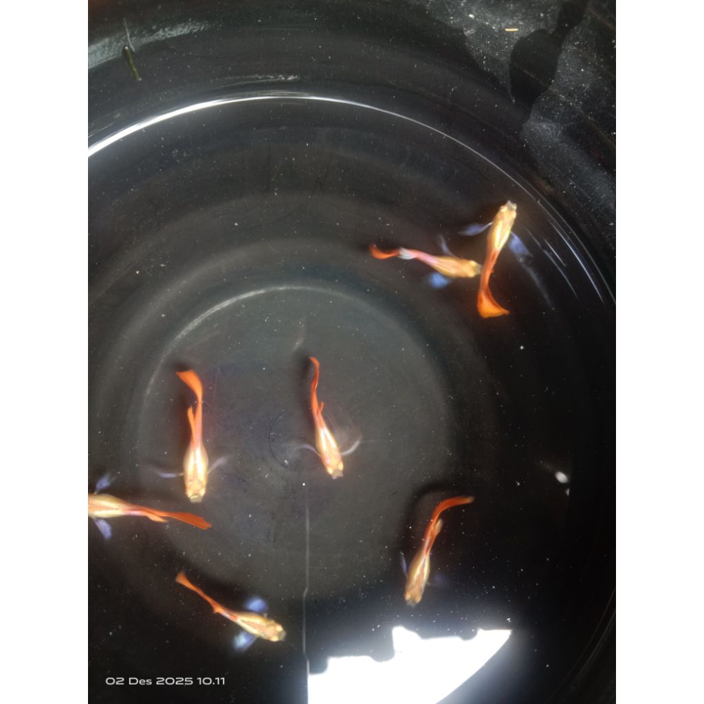 kardus paking prtde albino 3 psng