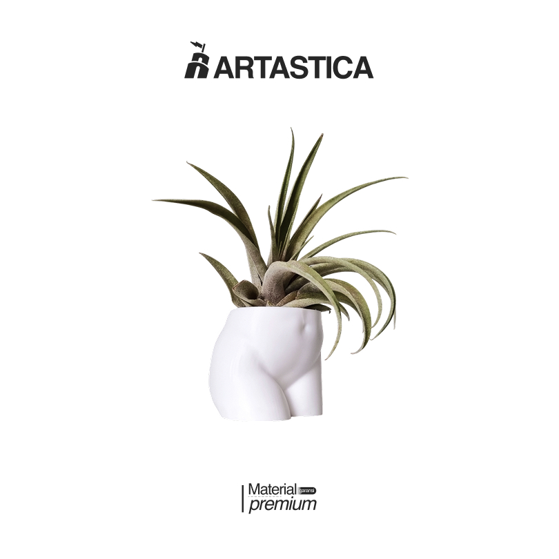 Pot Cactus Aesthetic Sukulen Tillandsia Airplant Aesthetic Mini Bentuk Anatomi Tubuh Artastica
