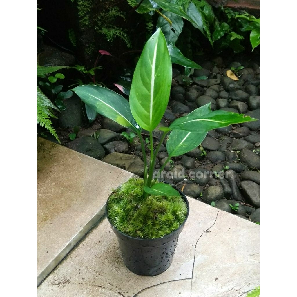 Dieffenbachia 'Oerstedii' Variegata Difen 'Green Magic' Varigata Real Picture