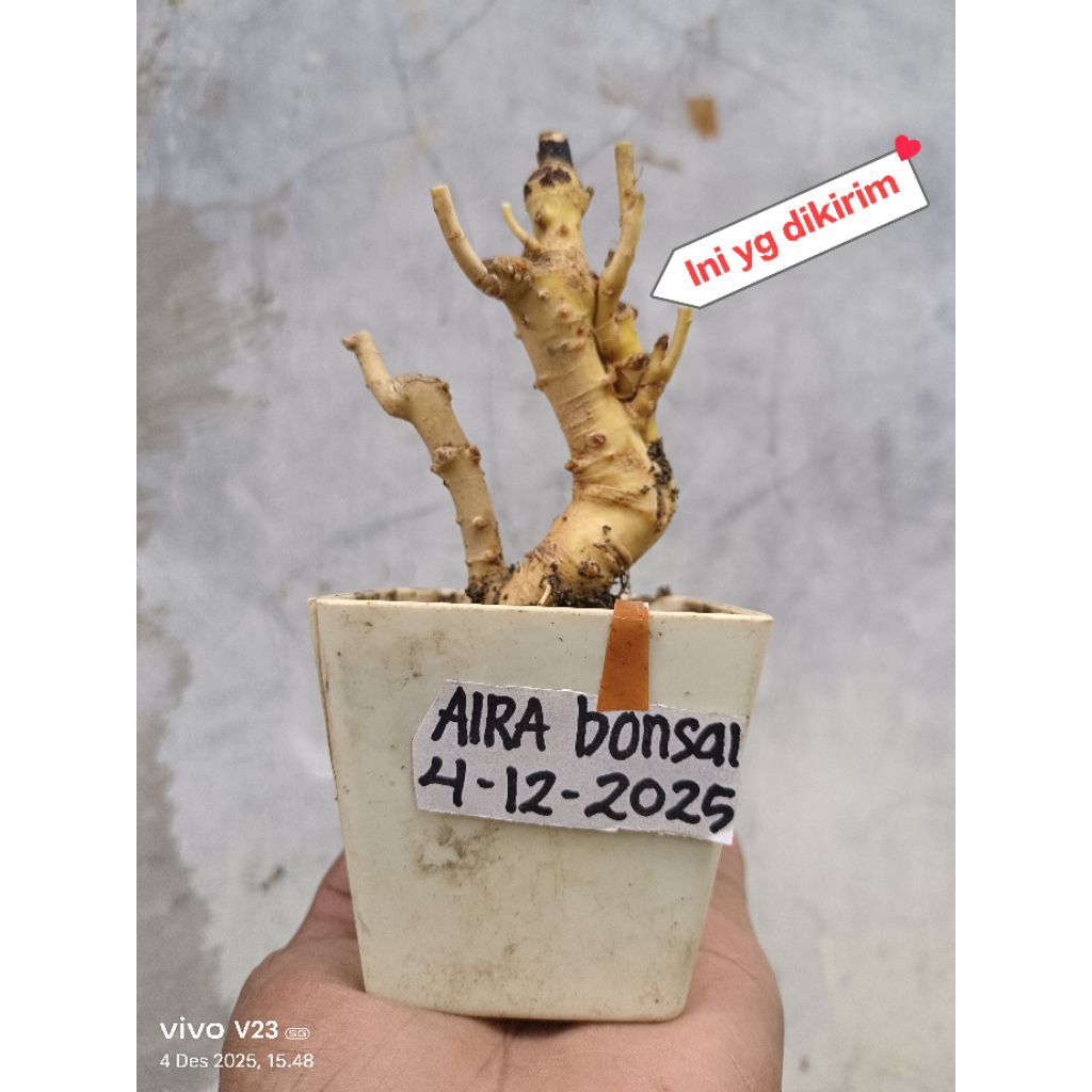 bahan bonsai serut mame dongkelan