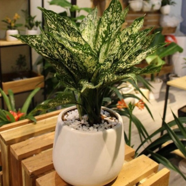 Tanaman Aglonema Snow White Beras Tumpah