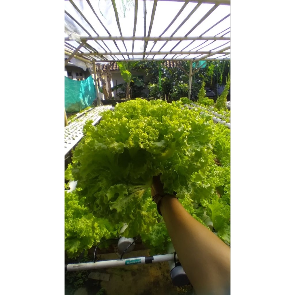 Benih Selada  generasi Bohemia