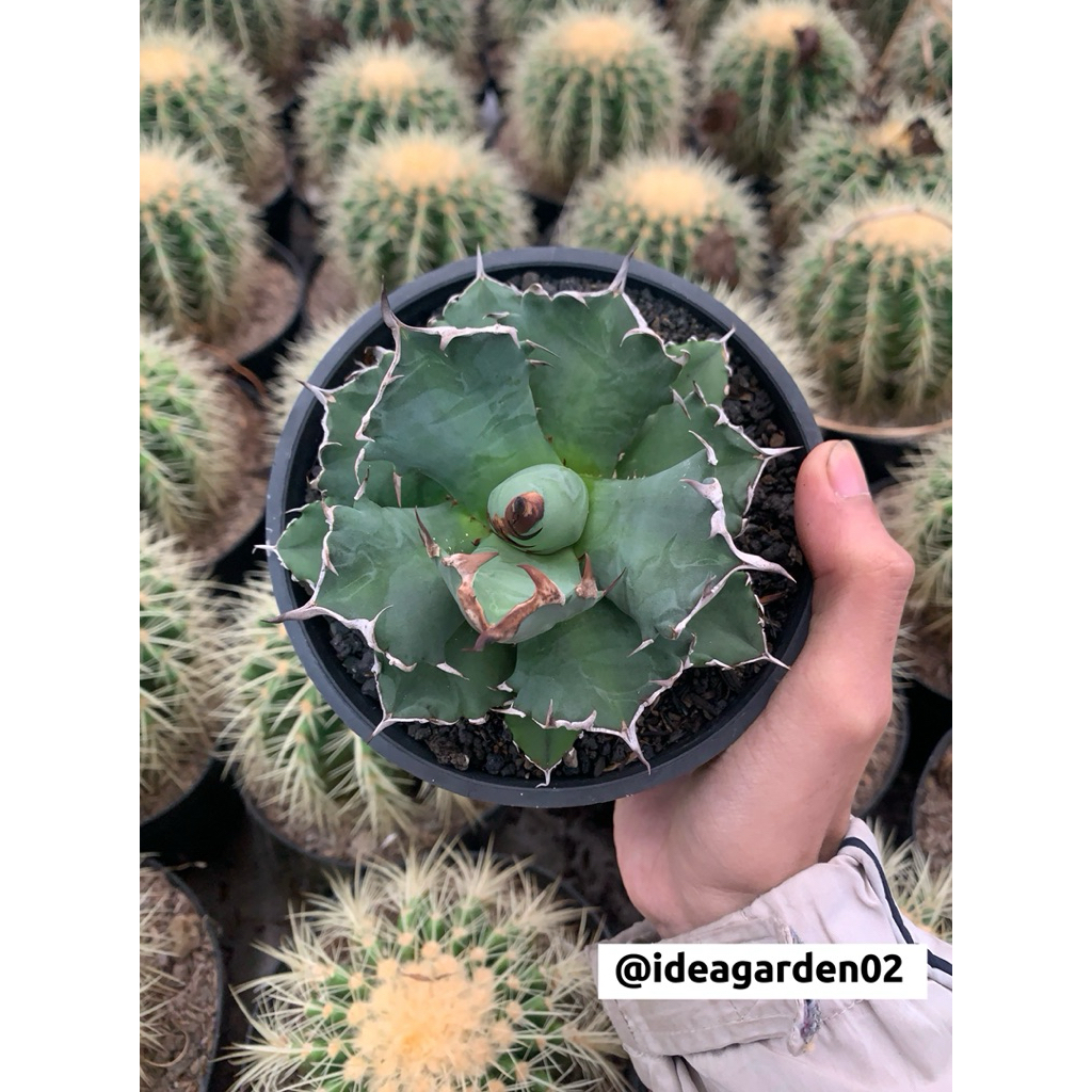 Agave Titanota FO 76