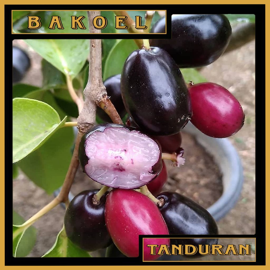 Bibit Buah Juwet | Jamblang | Duwet Hitam