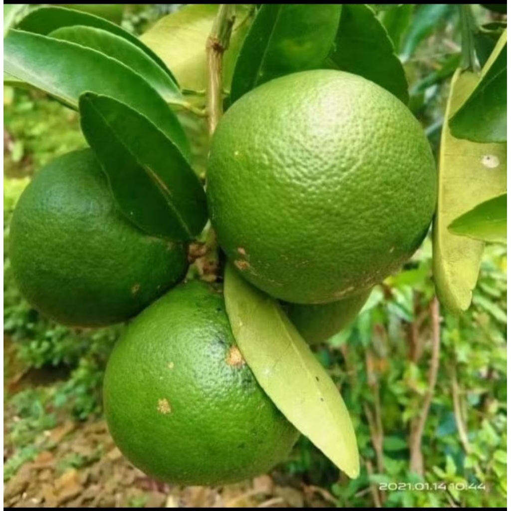 Jeruk Bali Mini segar_Mini Pomelo 1kg