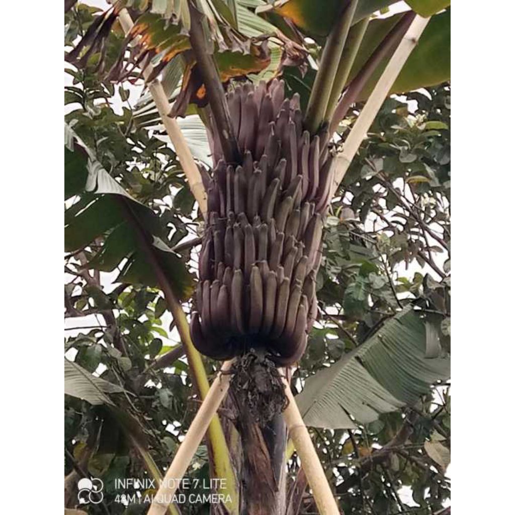 bibit pisang raja nangka merah kualitas unggulan siap tanam