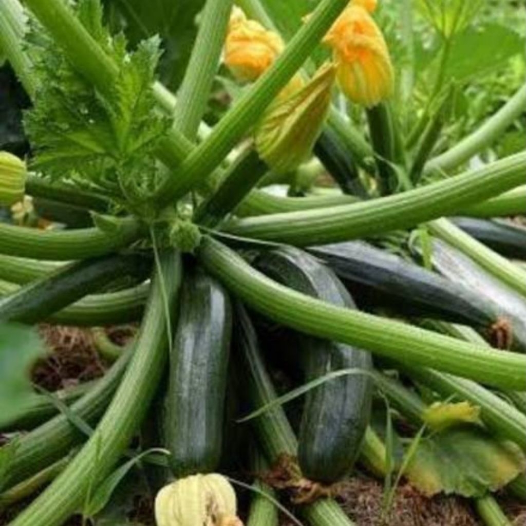 BIBIT ZUKINI || ISI 10  BUTIR || PRODUK NATURAL ORGANIK