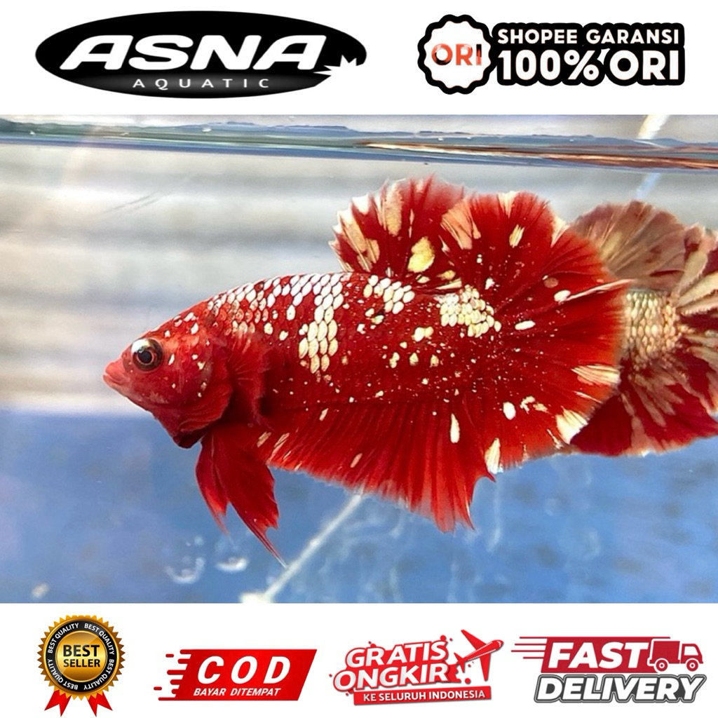 kebutuhan aquarium cupang rgg sepasang