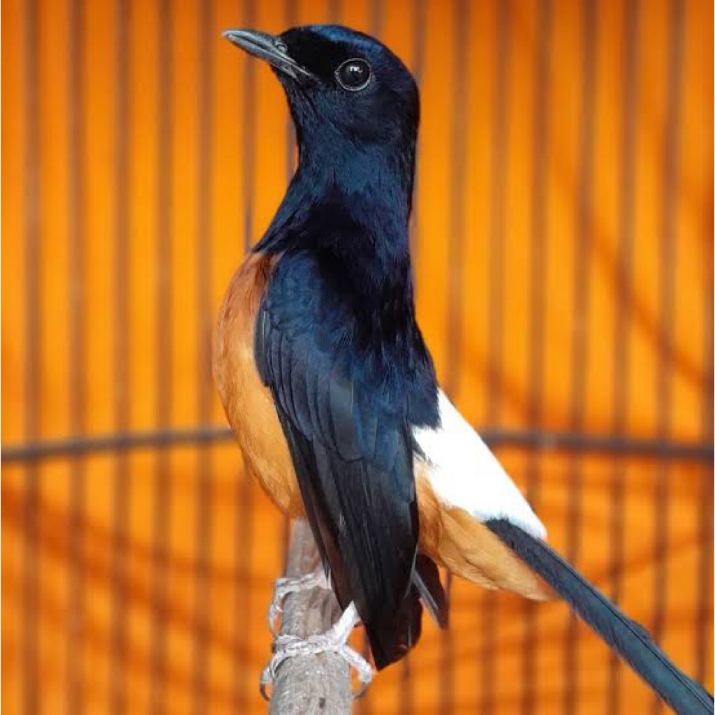 telur murai batu medan ekor panjang  - indukan berprestasi siap ditetaskan