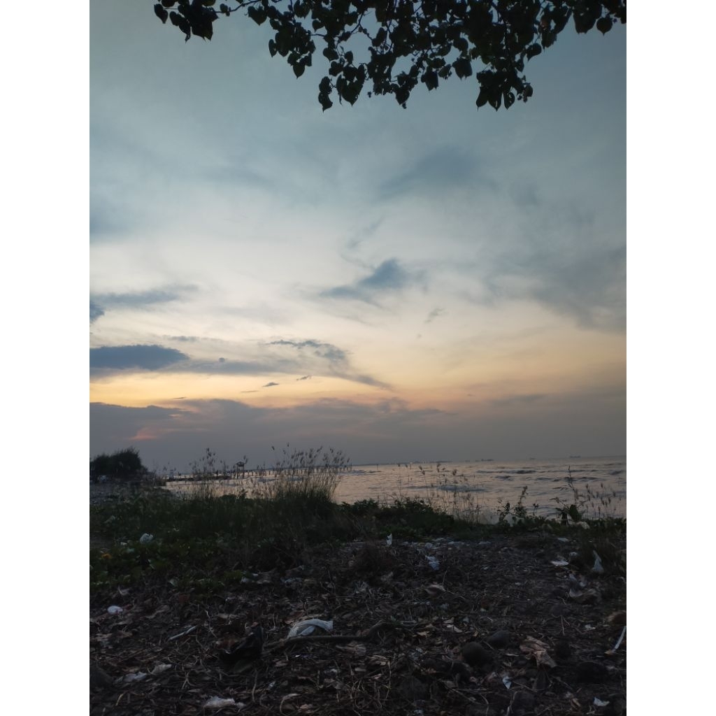 Mainan/Hiasan Akuarium Blue rim Flamingo,cupang murah, cupang palkat blue rim, cupang jantan