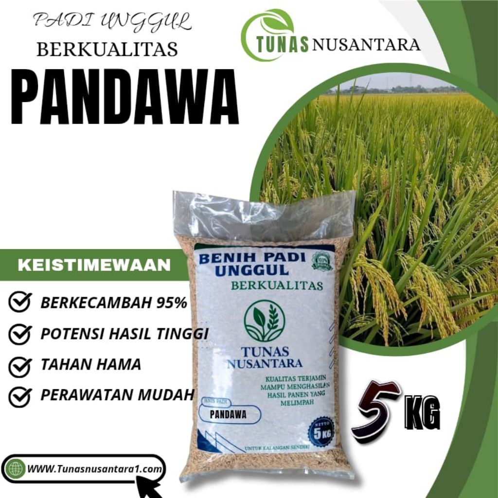 Benih padi unggul PANDAWA P05 kemasan 5kg original padi unggul berkualitas