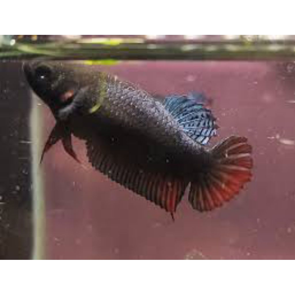 cupang adu betina lokal super SAKAI