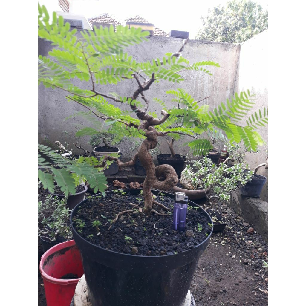 bahan bonsai asem jawa meliuk